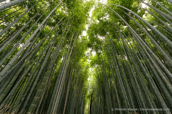 travelyesplease.com | Exploring the Arashiyama District of Kyoto