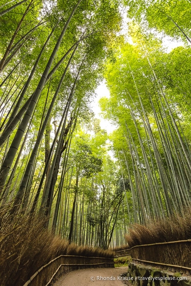 travelyesplease.com | Exploring the Arashiyama District of Kyoto