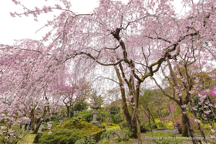 travelyesplease.com | Where to See Cherry Blossoms in Kyoto- Our 6 Favourite Sakura Viewing Spots in Kyoto