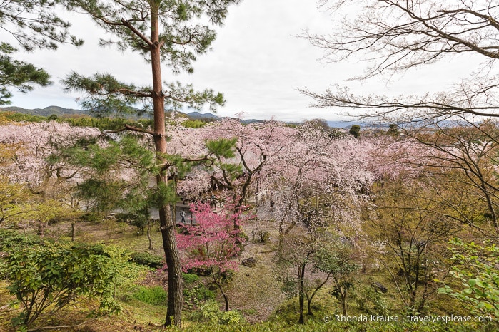 travelyesplease.com | Exploring the Arashiyama District of Kyoto