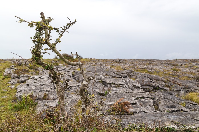 travelyesplease.com | Hiking in Burren National Park- An Unexpected Landscape in Ireland