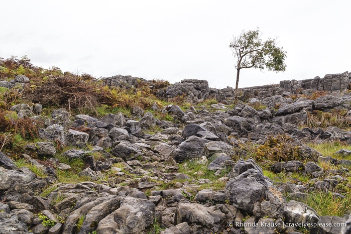 travelyesplease.com | Hiking in Burren National Park- An Unexpected Landscape in Ireland