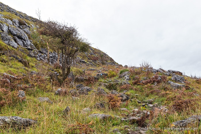 travelyesplease.com | Hiking in Burren National Park- An Unexpected Landscape in Ireland