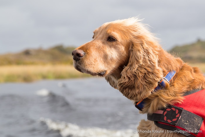 travelyesplease.com | Boat and Bike Trip to the Gap of Dunloe- Experiencing the Natural Beauty of Killarney