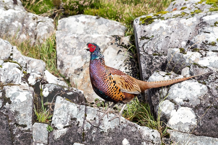 travelyesplease.com | Killarney National Park- Photo Series