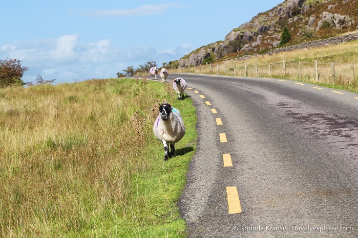 travelyesplease.com | Boat and Bike Trip to the Gap of Dunloe- Experiencing the Natural Beauty of Killarney