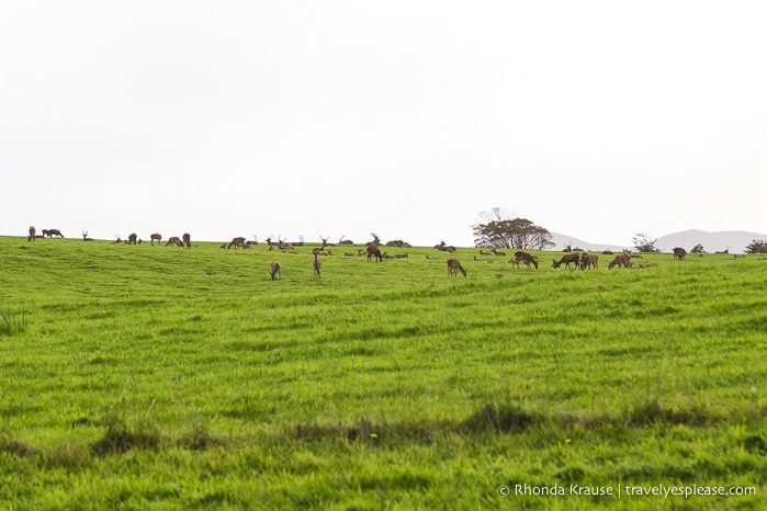 travelyesplease.com | Killarney National Park- Photo Series