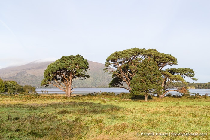 travelyesplease.com | Killarney National Park- Photo Series