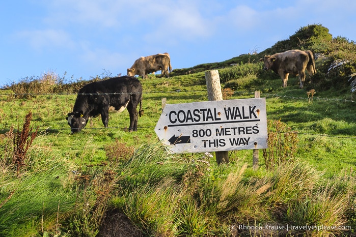 travelyesplease.com | Cliffs of Moher Coastal Walk- Walking the Cliffs of Moher from Hags Head