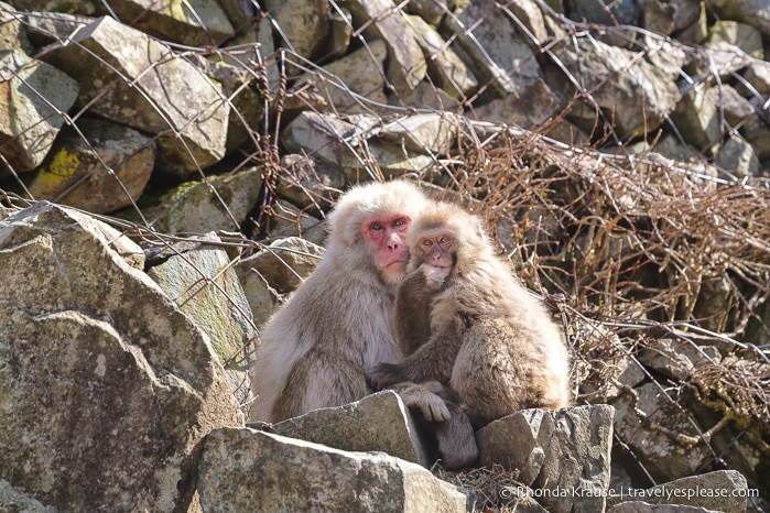 travelyesplease.com | Jigokudani Monkey Park- Trip from Nagano to see Wild Snow Monkeys