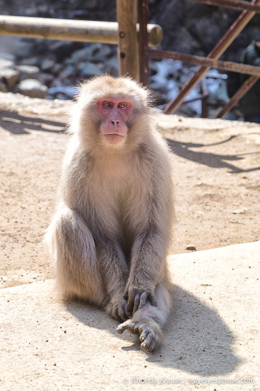 travelyesplease.com | Jigokudani Monkey Park- See Hot Spring Loving, Wild Snow Monkeys