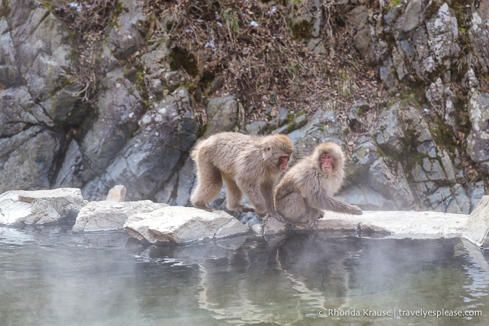 travelyesplease.com | Jigokudani Monkey Park- Trip from Nagano to see Wild Snow Monkeys