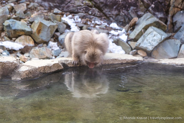 travelyesplease.com | Jigokudani Monkey Park- See Hot Spring Loving, Wild Snow Monkeys