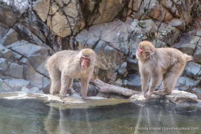 travelyesplease.com | Jigokudani Monkey Park- See Hot Spring Loving, Wild Snow Monkeys