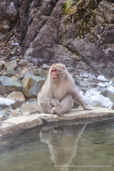 travelyesplease.com | Jigokudani Monkey Park- Trip from Nagano to see Wild Snow Monkeys