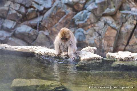 travelyesplease.com | Jigokudani Monkey Park- Trip from Nagano to see Wild Snow Monkeys