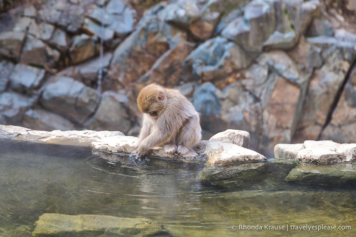 travelyesplease.com | Jigokudani Monkey Park- Trip from Nagano to see Wild Snow Monkeys