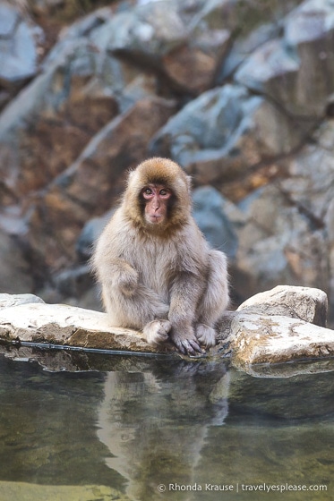 travelyesplease.com | Jigokudani Monkey Park- See Hot Spring Loving, Wild Snow Monkeys