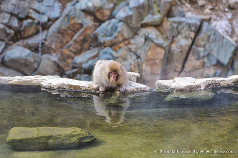 travelyesplease.com | Jigokudani Monkey Park- See Hot Spring Loving, Wild Snow Monkeys