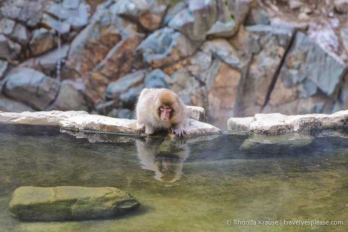 travelyesplease.com | Jigokudani Monkey Park- See Hot Spring Loving, Wild Snow Monkeys