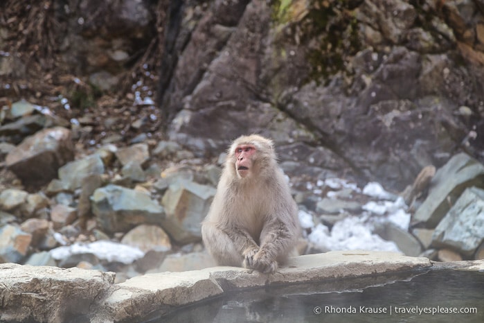 travelyesplease.com | Jigokudani Monkey Park- Trip from Nagano to see Wild Snow Monkeys