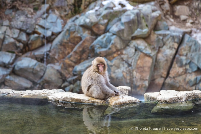 travelyesplease.com | Jigokudani Monkey Park- See Hot Spring Loving, Wild Snow Monkeys