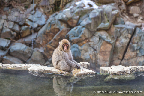 Young snow monkey sitting on the rocky edge of the hot spring pool.