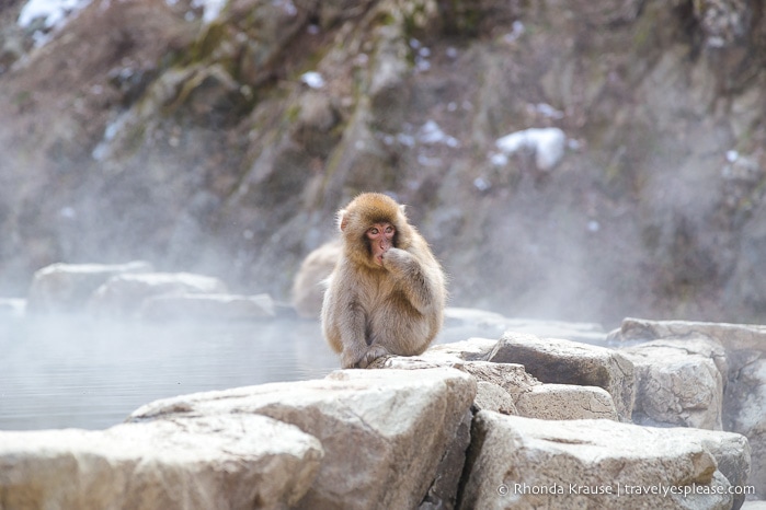 travelyesplease.com | Jigokudani Monkey Park- See Hot Spring Loving, Wild Snow Monkeys