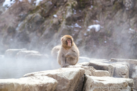 travelyesplease.com | Jigokudani Monkey Park- Trip from Nagano to see Wild Snow Monkeys