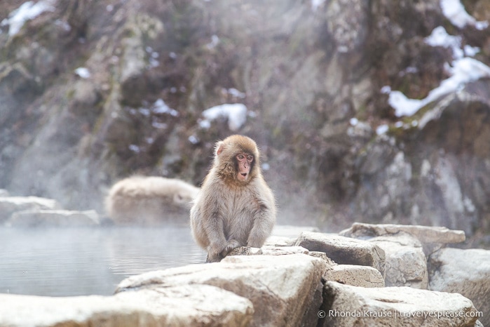 travelyesplease.com | Jigokudani Monkey Park- See Hot Spring Loving, Wild Snow Monkeys