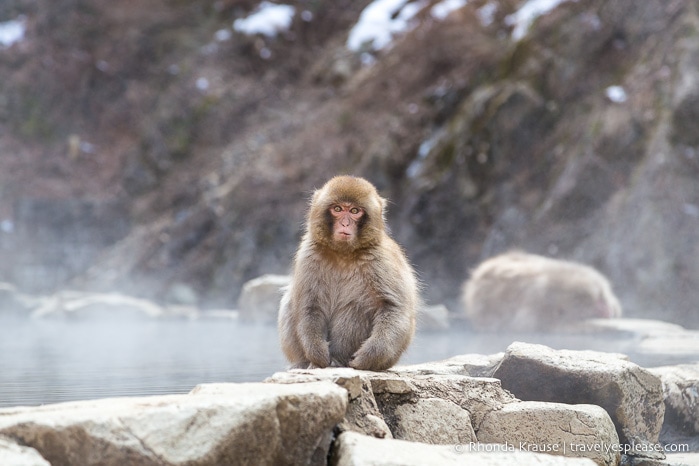 travelyesplease.com | Jigokudani Monkey Park- See Hot Spring Loving, Wild Snow Monkeys