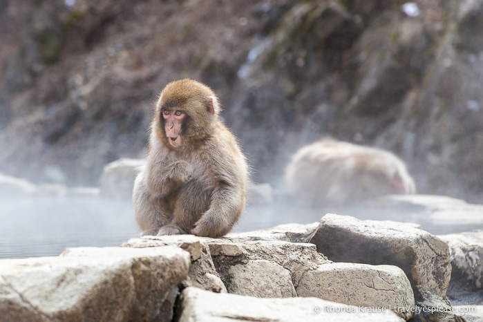 Jigokudani Monkey Park- See Hot Spring Loving, Wild Snow Monkeys in Japan