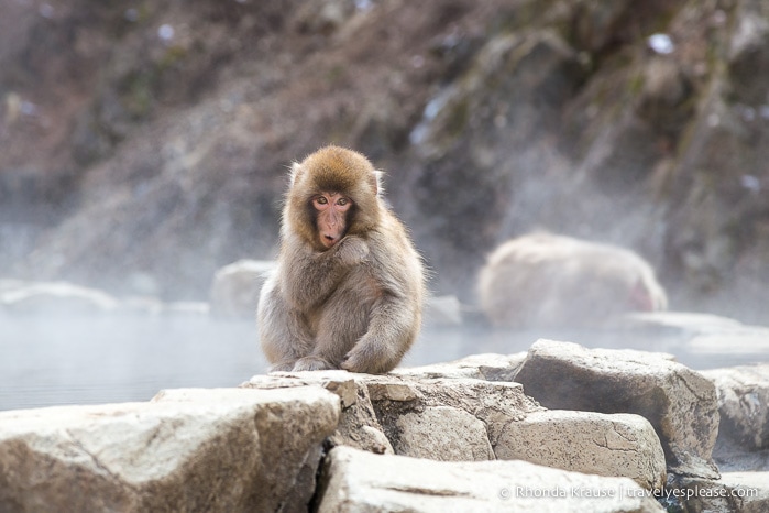 Young snow monkey sitting on the edge of a hot spring pool.