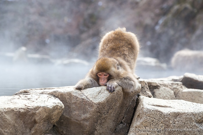 travelyesplease.com | Jigokudani Monkey Park- See Hot Spring Loving, Wild Snow Monkeys