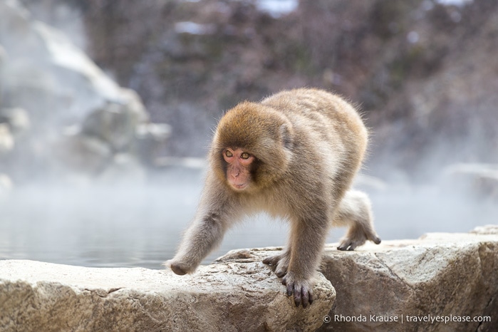 travelyesplease.com | Jigokudani Monkey Park- Trip from Nagano to see Wild Snow Monkeys