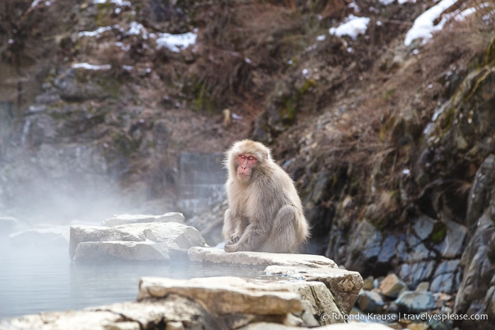 travelyesplease.com | Jigokudani Monkey Park- Trip from Nagano to see Wild Snow Monkeys