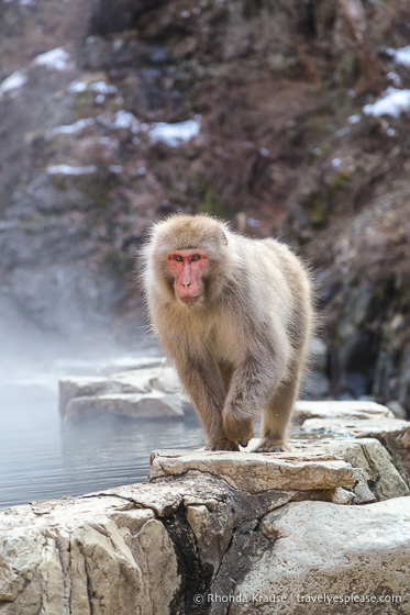 travelyesplease.com | Jigokudani Monkey Park- Trip from Nagano to see Wild Snow Monkeys