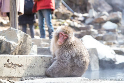 travelyesplease.com | Jigokudani Monkey Park- See Hot Spring Loving, Wild Snow Monkeys