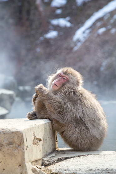 travelyesplease.com | Jigokudani Monkey Park- Trip from Nagano to see Wild Snow Monkeys