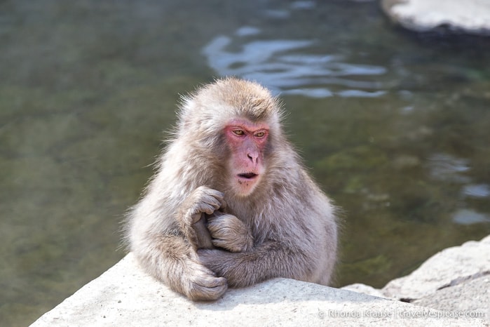 Adult snow monkey holding onto the edge of the hot spring pool.