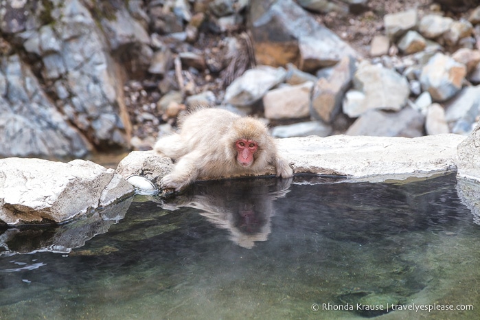 travelyesplease.com | Jigokudani Monkey Park- See Hot Spring Loving, Wild Snow Monkeys