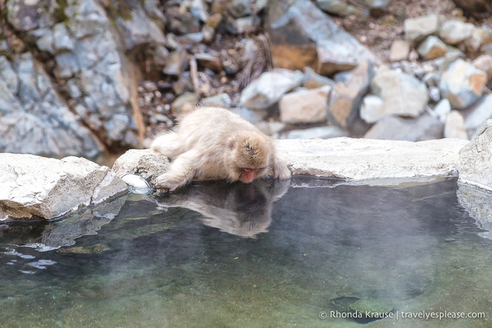 travelyesplease.com | Jigokudani Monkey Park- See Hot Spring Loving, Wild Snow Monkeys