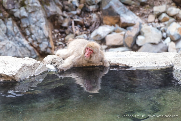 travelyesplease.com | Jigokudani Monkey Park- Trip from Nagano to see Wild Snow Monkeys