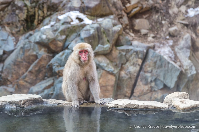 travelyesplease.com | Jigokudani Monkey Park- See Hot Spring Loving, Wild Snow Monkeys