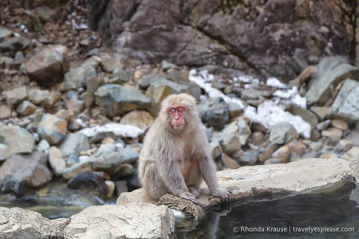 travelyesplease.com | Jigokudani Monkey Park- Trip from Nagano to see Wild Snow Monkeys