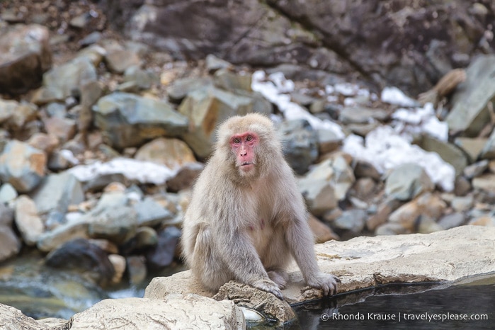 Adult snow monkey sitting on the rocky edge of the hot spring.