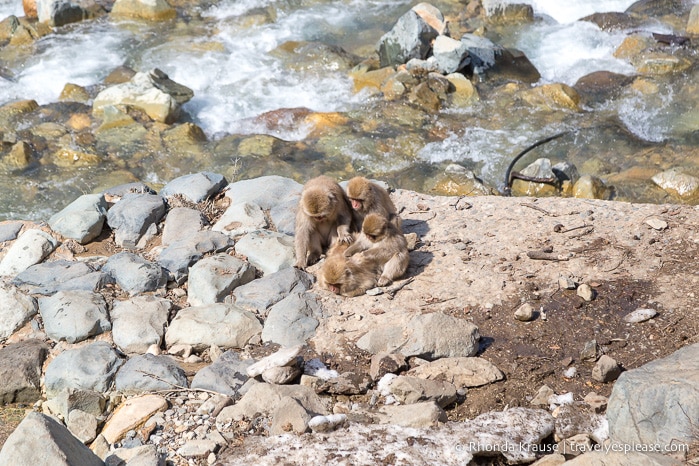 A group of four monkeys grooming each other by the river.