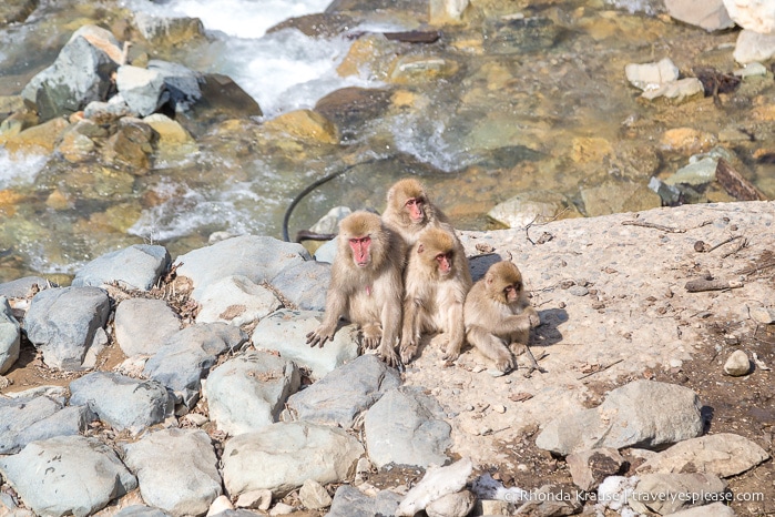 travelyesplease.com | Jigokudani Monkey Park- See Hot Spring Loving, Wild Snow Monkeys