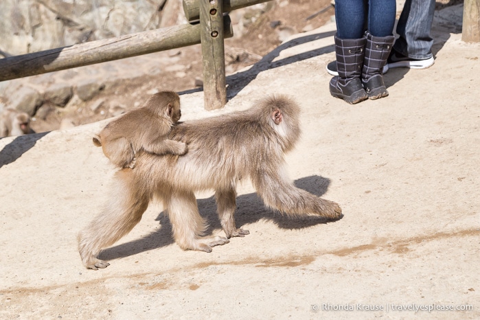 travelyesplease.com | Jigokudani Monkey Park- See Hot Spring Loving, Wild Snow Monkeys