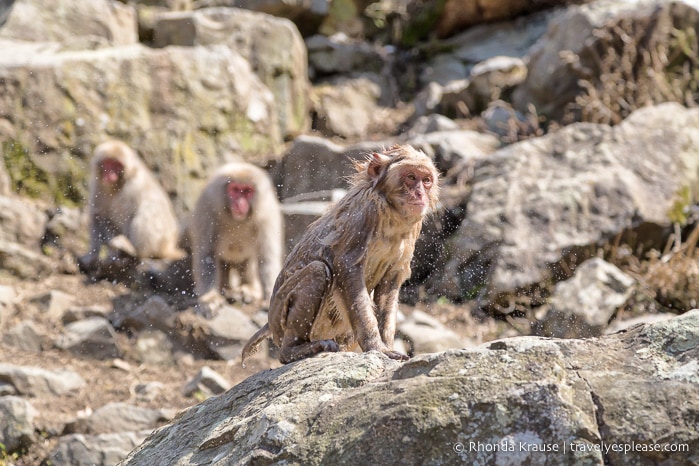 Wet snow monkey shaking off the water.